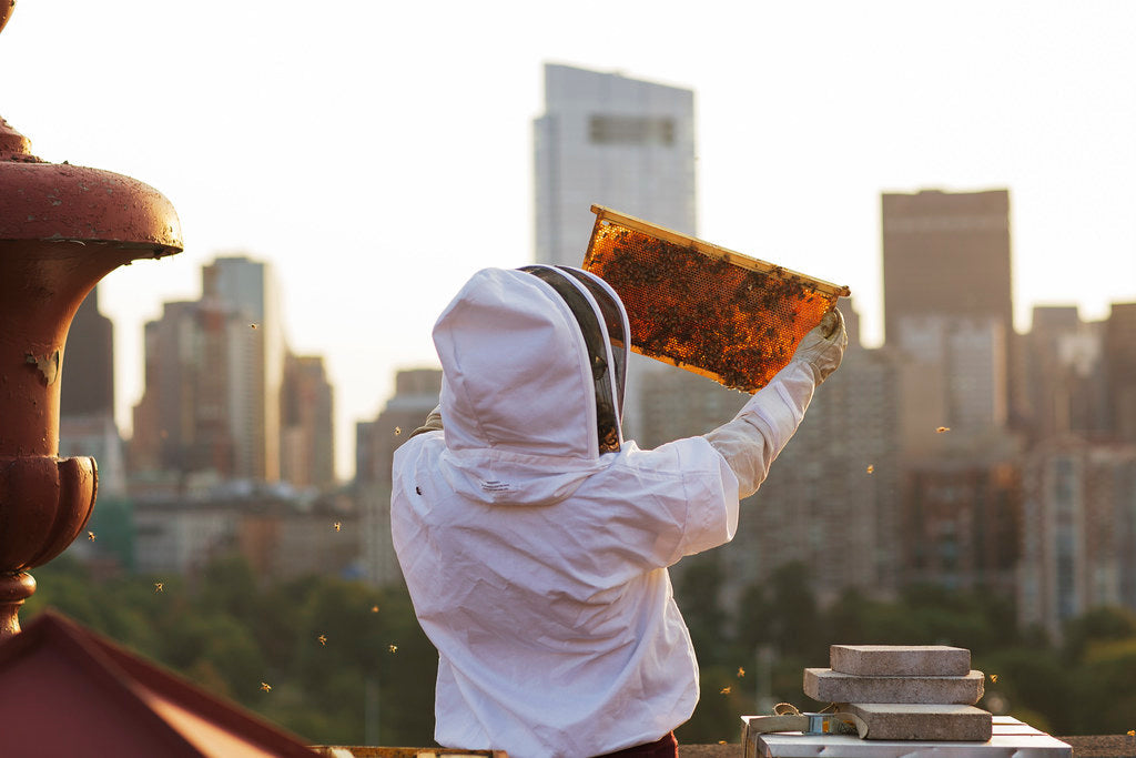 The Secret World of Urban Beekeeping: Why Our Cities Need Bees More Than Ever