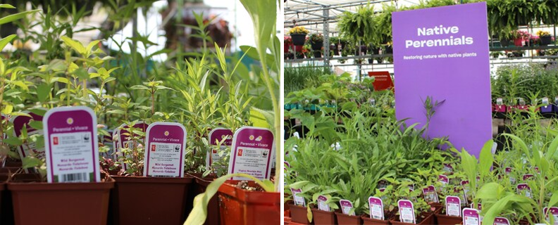 Shop Locally, Plant Locally: Native Plants are Blooming in Canada