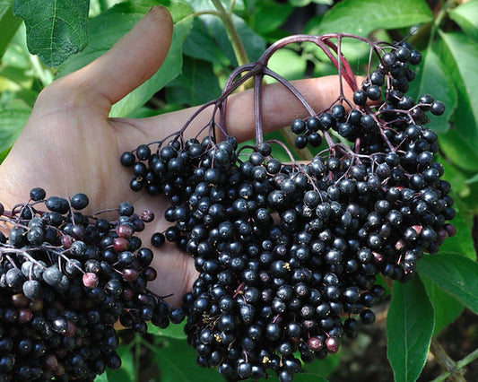 Can Elderberry Be the Solution to Fighting Coughs and Colds Fast?