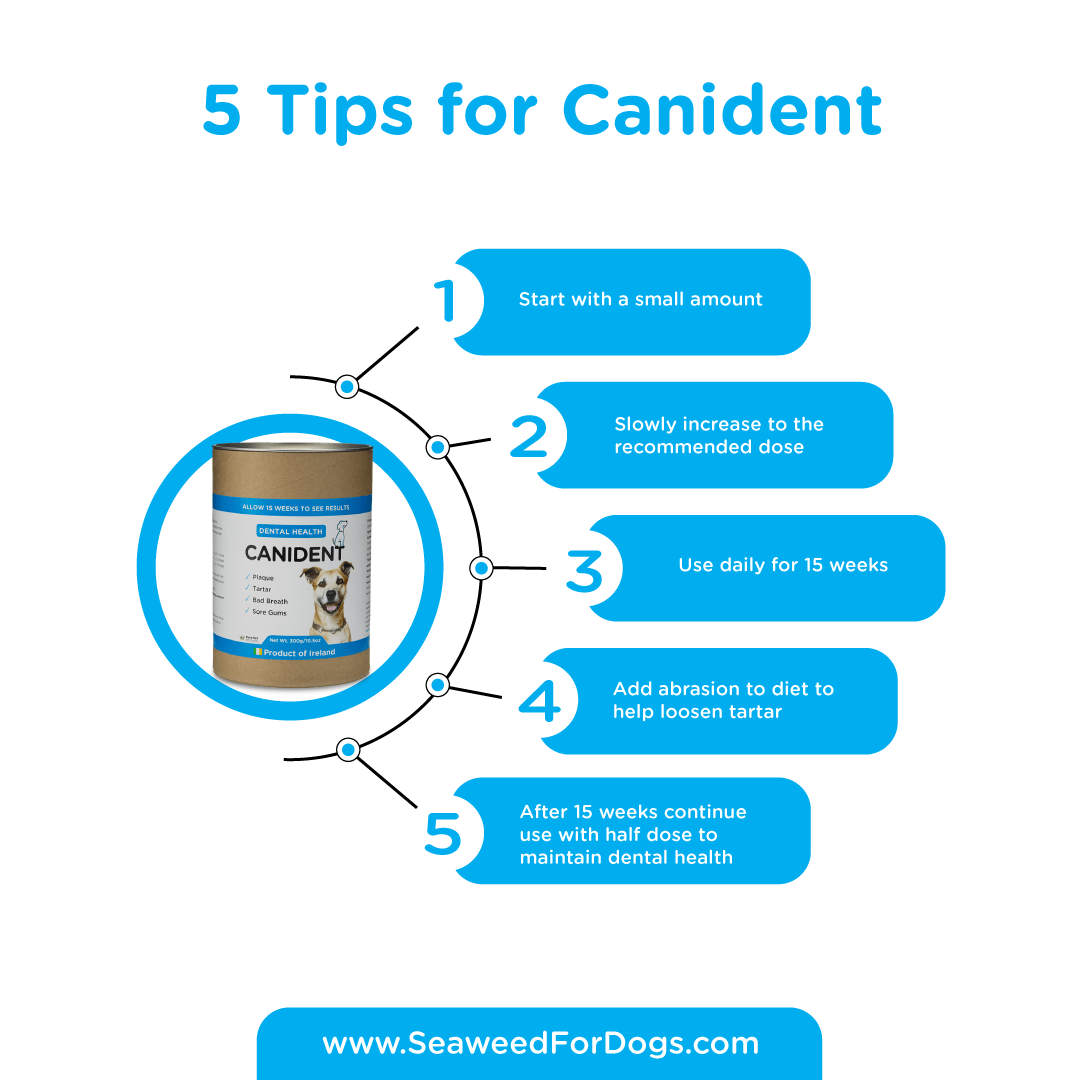 Canident | Clean Dogs Teeth, Fix Bad Breath and Remove Plaque